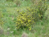 Long Tailed Weasel